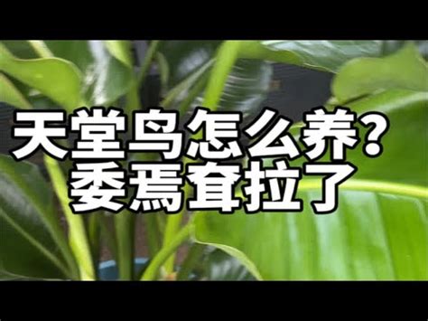 天堂鳥澆水